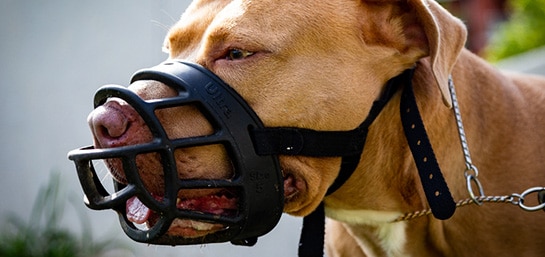 articulos-hogar-perros-peligrosos-reglamentaciones-preventivas-para-evitar-riesgos